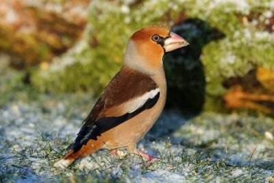 Grosbec casse-noyaux