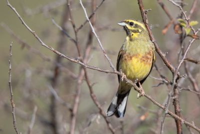 Jour 3 : Zones humides et coteaux calcaires
