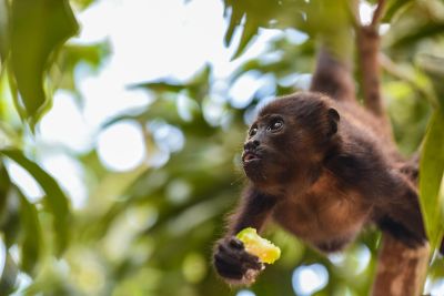 © Sylvain Lefebvre - Costa Rica Costa Rica