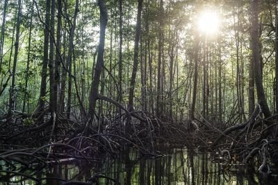 Jour 2 : Transfert pour Sierpe, Isla Violin.