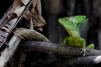 Jour 12 : Retour sur San José en minibus.