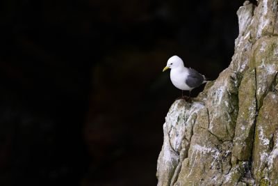 Mouette tridactyle
