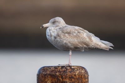 Goéland bourgmestre