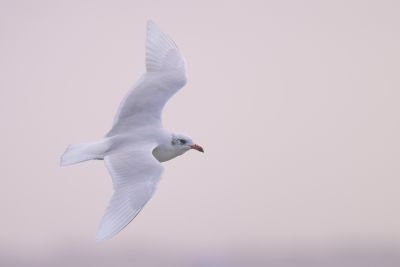 Mouette mélanocéphales