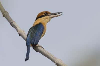 Martin-chasseur couronné
