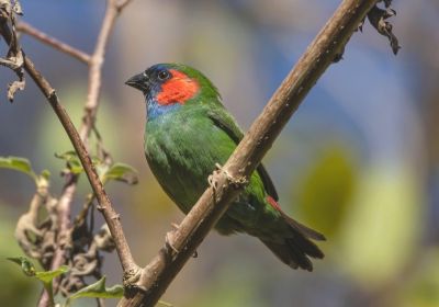 Diamant du Mont Mutis