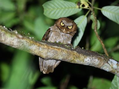 Petit-duc de Florès