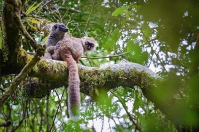 Jour 3 :  Faune et flore de la Montagne d’Ambre
