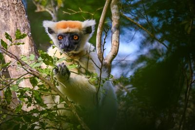 Jour 9 : Daraina - Ambilobe – Ambanja