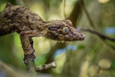 Jour 12 :  Environs d’Ambanja- Nosy Be