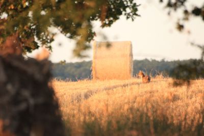 Pistage au pays du lynx - loup - France