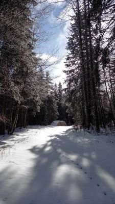 Empreintes dans la neige facilitant le pistage
