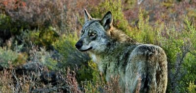 Jour 3  :  Sur les traces des loups