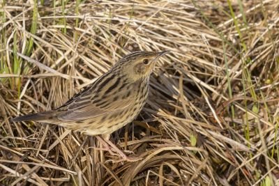 Locustelle lancéolée