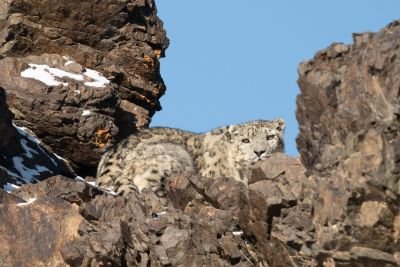 Panthère des neiges