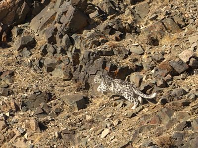 Panthère des neiges