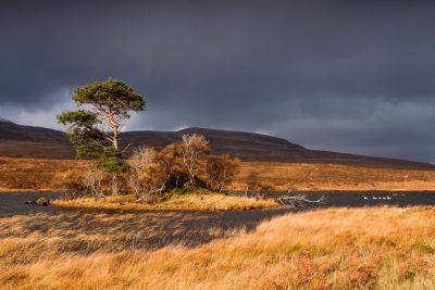Jour 1 - vol Paris/Inverness & Loch Maree