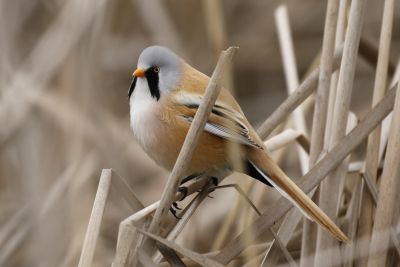 Panure à moustaches
