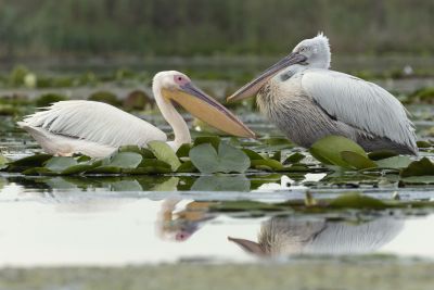 Pélican blanc et Pélican frisé
