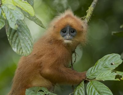 Semnopithèque rubicond