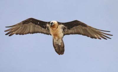 Gypaète barbu