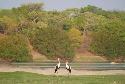 Jours 18 et 19: La réserve de Mutinondo et ses oiseaux