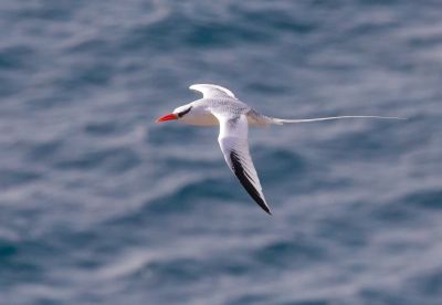 Phaéton à bec rouge