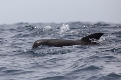 Globicéphale tropical