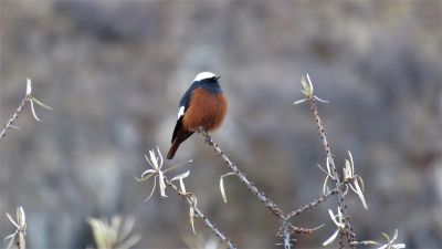 Rougequeue de Güldenstädt