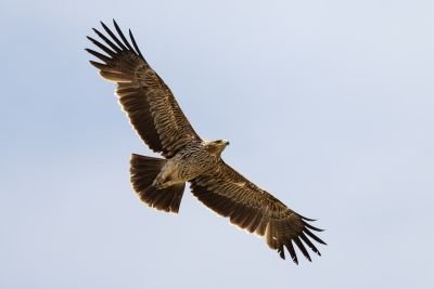 Aigle impérial