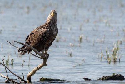 Pygargue à queue blanche