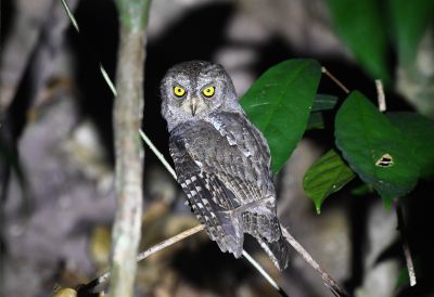 Petit-duc des Andaman