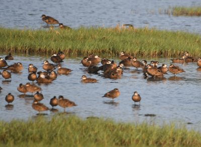 Sarcelles des Andaman