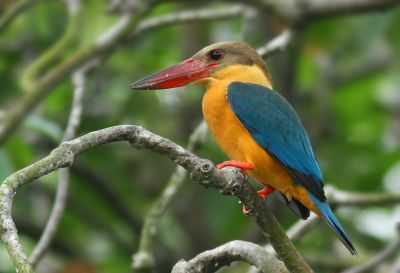 Martin-chasseur gurial