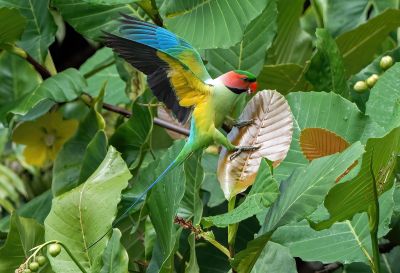 Perruche à longs brins