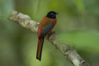 Trogon de Duvaucel