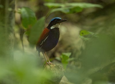 Brève à tête bleu