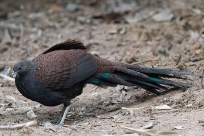 Eperonnier de Rothschild