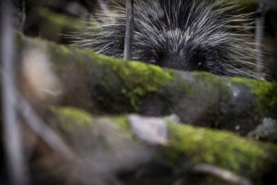 Jour 2 — Alaska Highway & immersion au cœur du parc Kluane