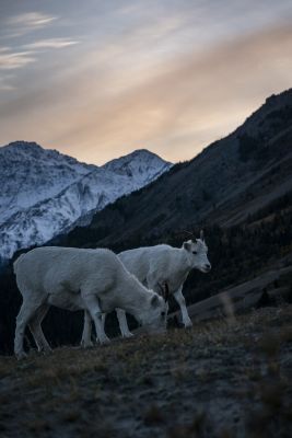 Jour 3 à Jour 6 - Exploration sauvage du parc Kluane