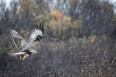 Jour 11 — Retour vers Whitehorse