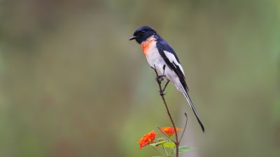 Minivet à ventre blanc