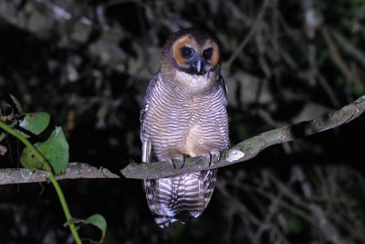 Chouette leptogramme