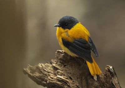 Gobemouche orange et noir