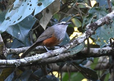 Garrulaxe de Fairbank