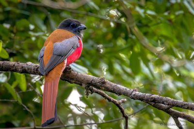 Trogon de Malabar