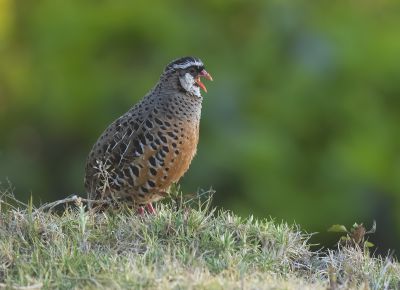Perdicule à bec rouge