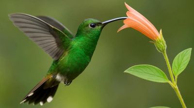 J2: Ornithologie dans la réserve El Elvira et ses environs