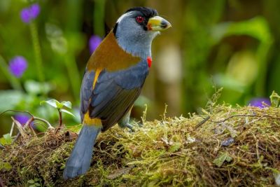 J3: réserve naturelle Bosque de Niebla et Dona Dora