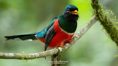 J7: Les oiseaux d'Otun Quimbaya